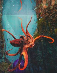 Blog - Octopus