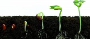 Blog-Fasting-Seed Germination