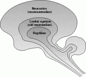 Blog: Neocortex - Reptilian Brain